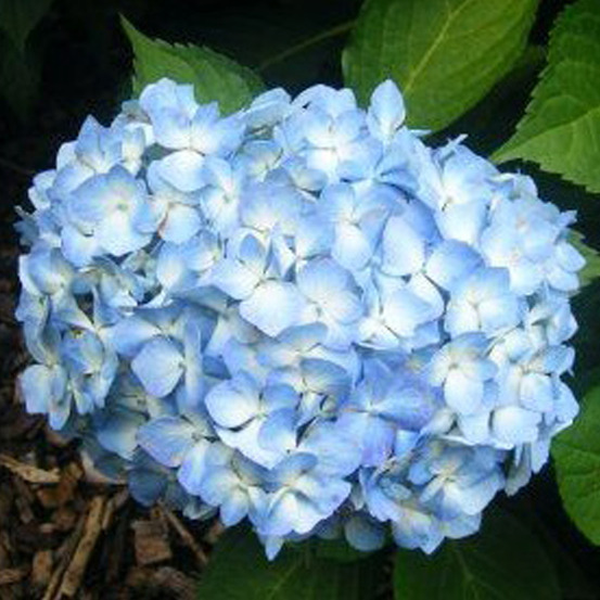 2 x hortensia 'gertrude glahn' - hydrangea macrophylla 'gertrud glahn' - 25-30 cm pot