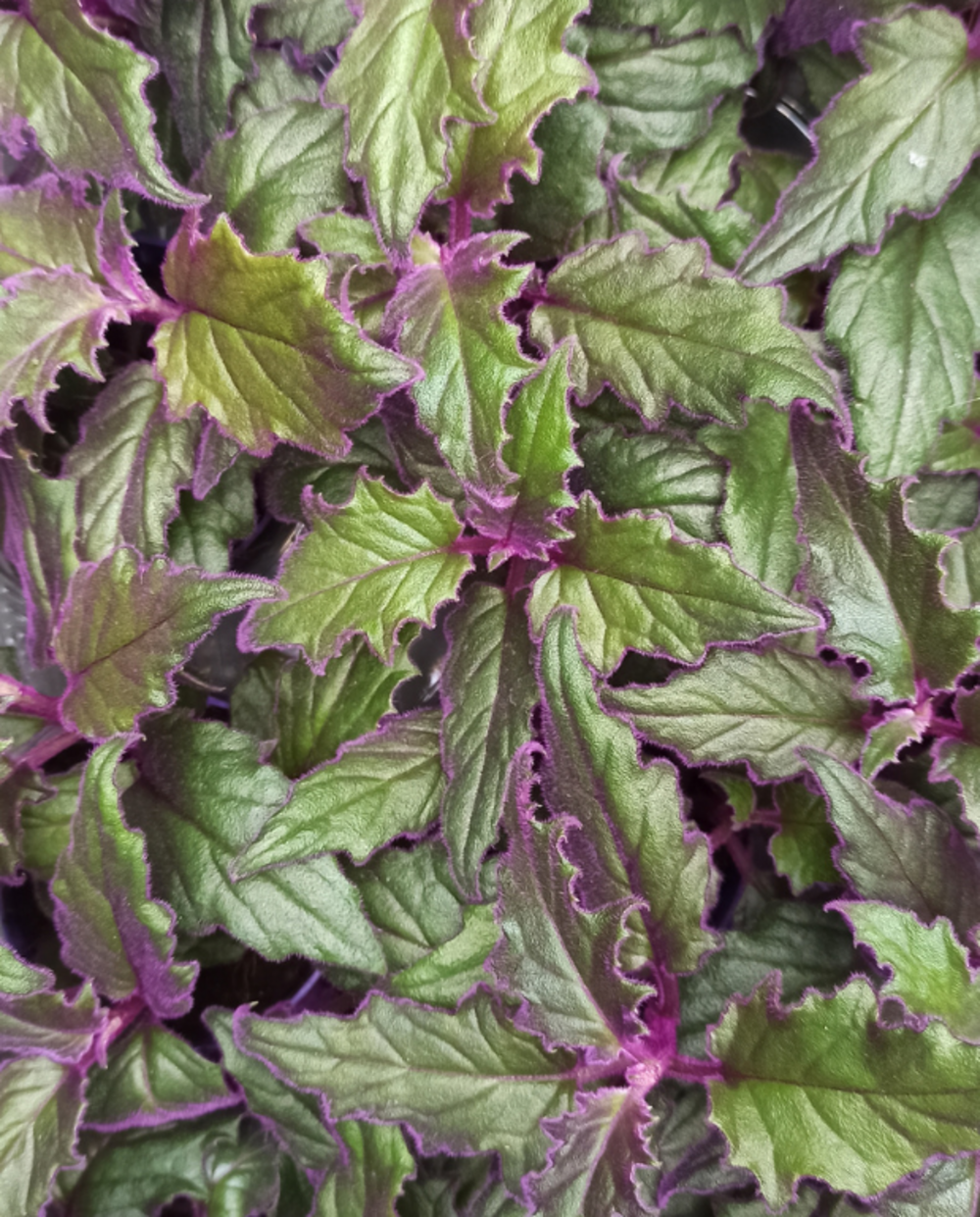 Gynura aurantiaca purple passion - ortie feuilles de velours violettes small d. 6cm h. 7cm - plante d'intérieur