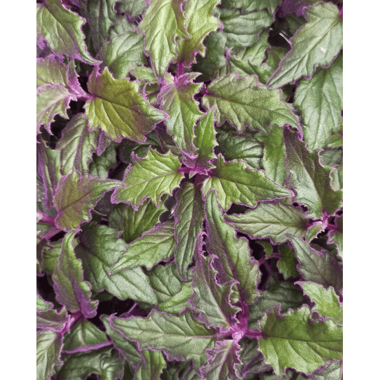 Gynura aurantiaca purple passion - ortie feuilles de velours violettes small d. 6cm h. 7cm - plante d'intérieur