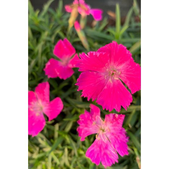 Oeillet kahori ? Pink - en pot de 3 litres