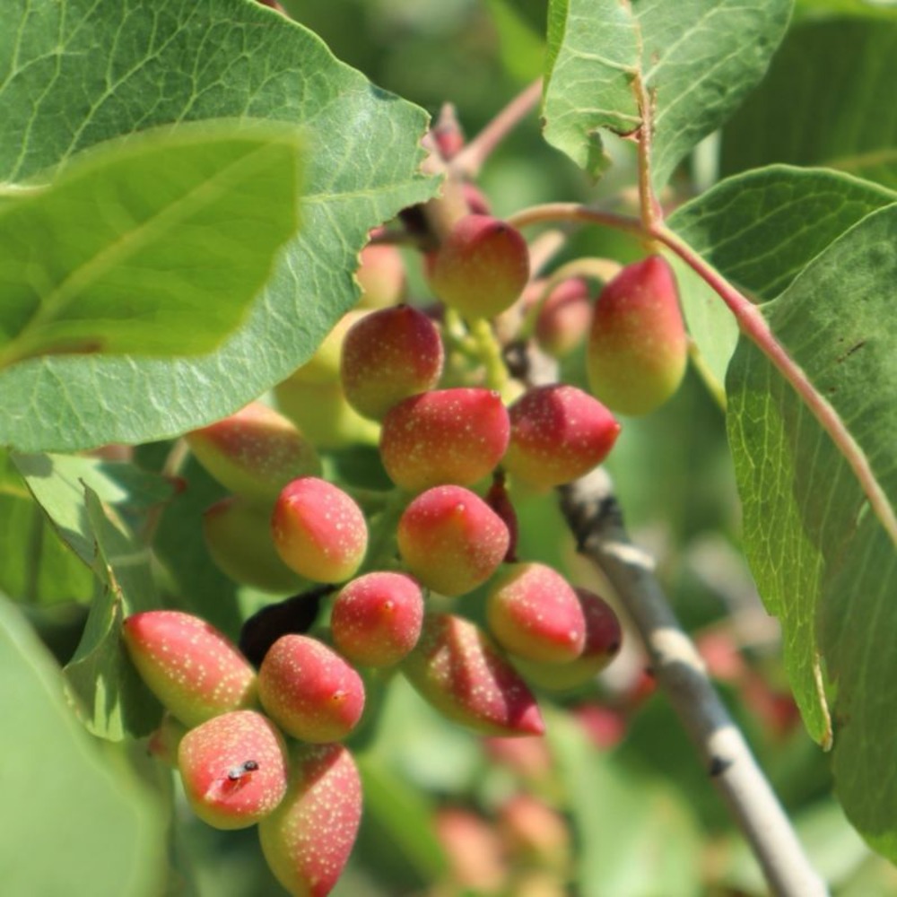 Pistachier Térébinthe (Pistacia Terebinthus)