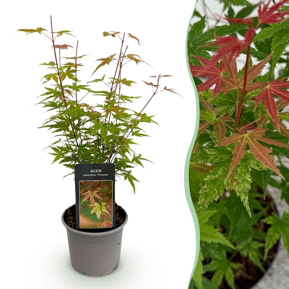 Érable du japon 'phoenix' - pot 12 cm - hauteur 35 cm