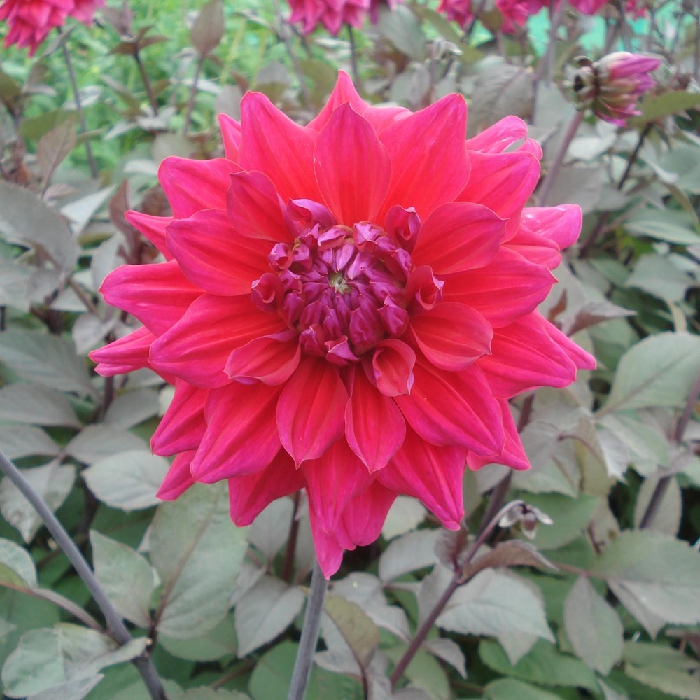 Dahlia gpe géant décoratif 'engelhards matador' bulbe calibre i