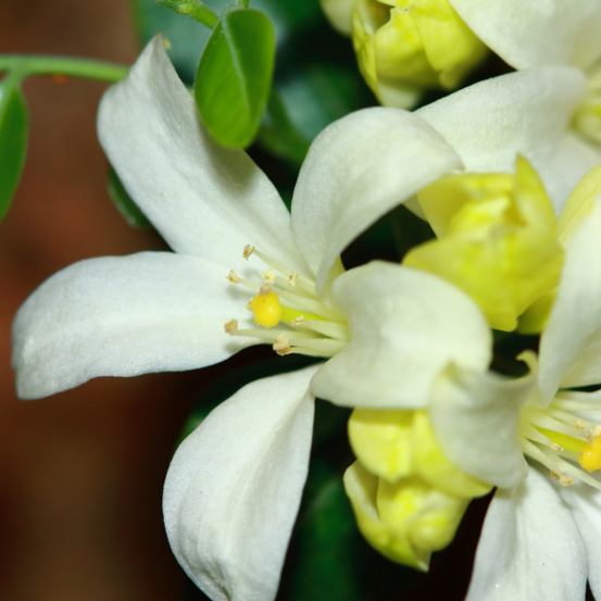 Seringat - philadelphus lemoinei 3l