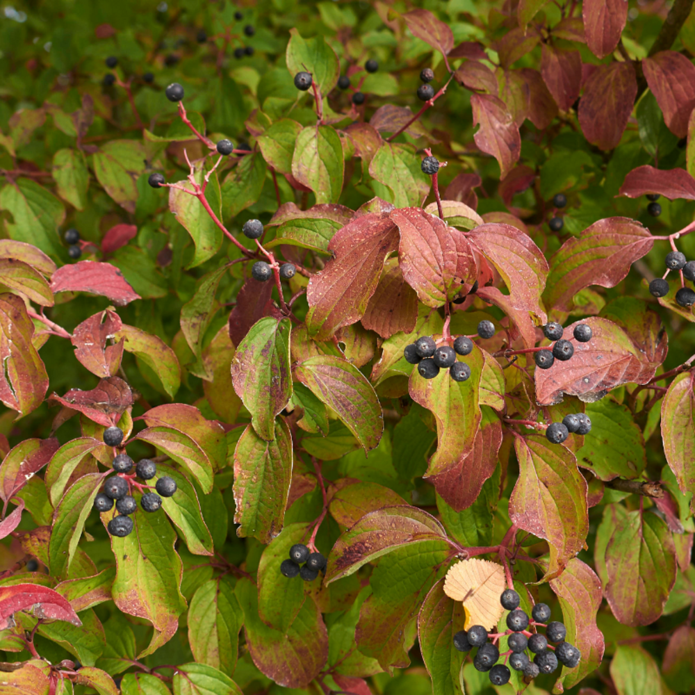 Cornouiller sanguin winter beauty - cornus sanguinea winter beauty 50/60 cm pot 3l