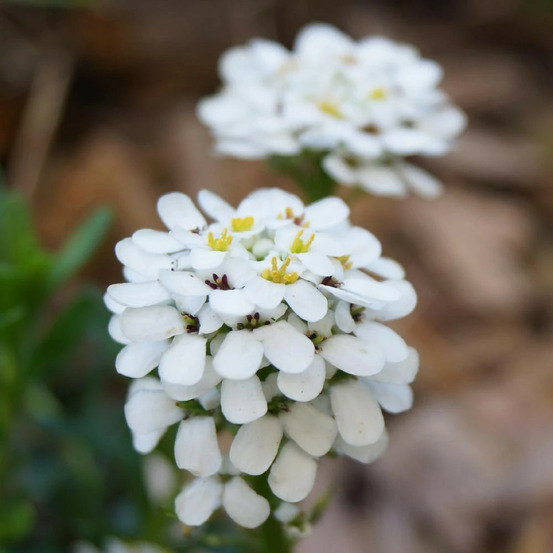 Iberis snow cushion lot de 9 godets