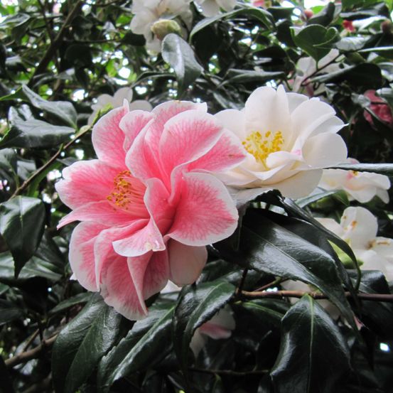 Camélia du japon 'lady vansittart' pot de 3l/4l