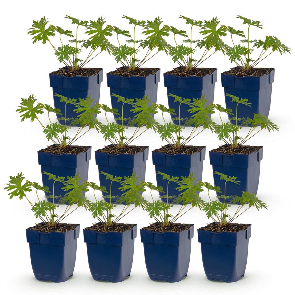 Géranium vivace 'johnson's blue' - lot de 12 - pot 11 cm - hauteur 25 cm