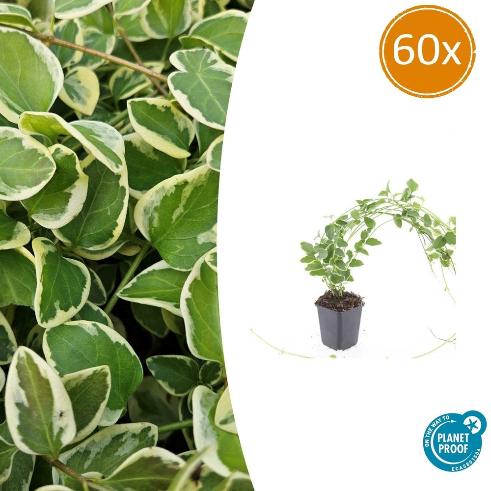 Grande pervenche 'variegata' x60 – entre 3,75 et 5m2