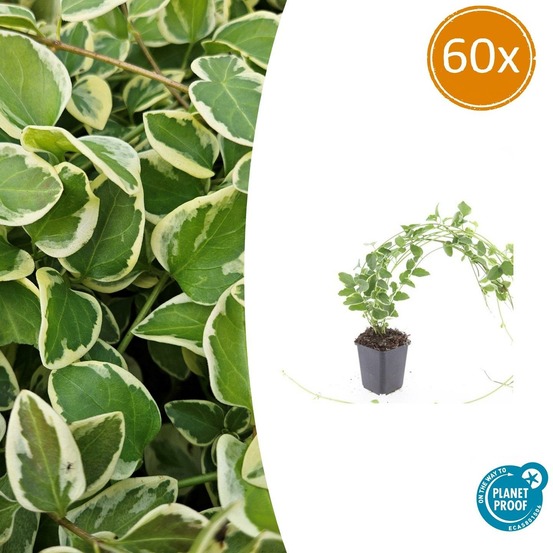 Grande pervenche 'variegata' x60 – entre 3,75 et 5m2