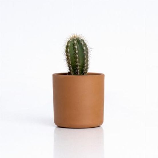 Kit pot cactus - famille cactus - mr