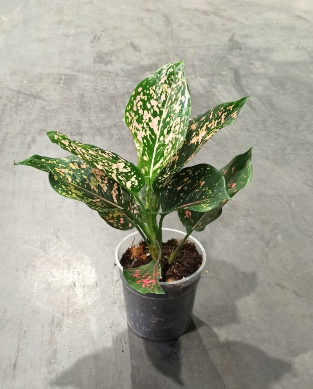 Aglaonema pink leopard d. 0cm h. 0cm - plante d'intérieur