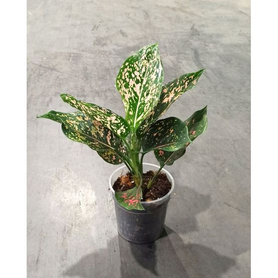 Aglaonema pink leopard d. 0cm h. 0cm - plante d'intérieur