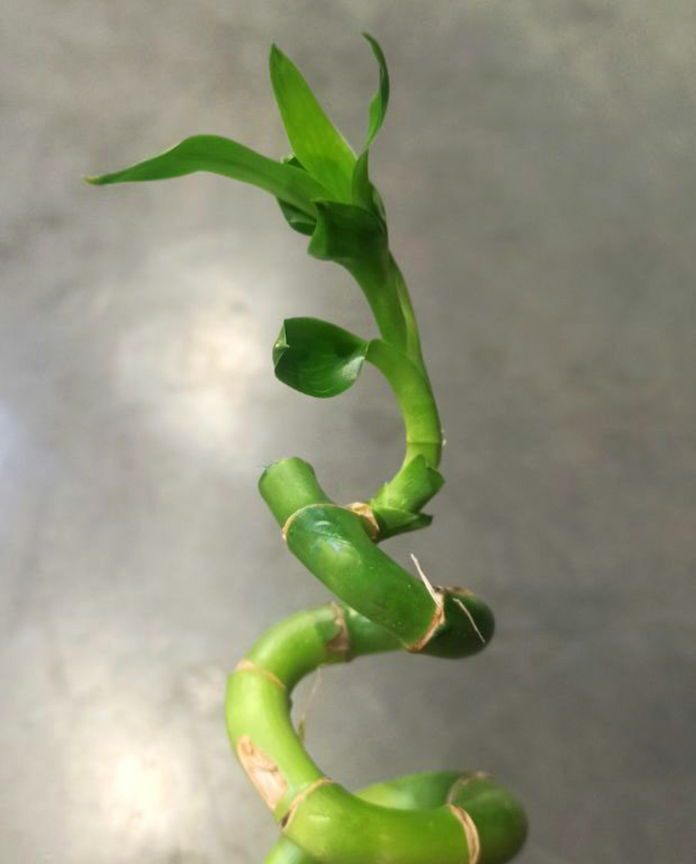 Dracaena sanderiana - lucky bamboo d. 5cm h. 35cm - plante d'intérieur