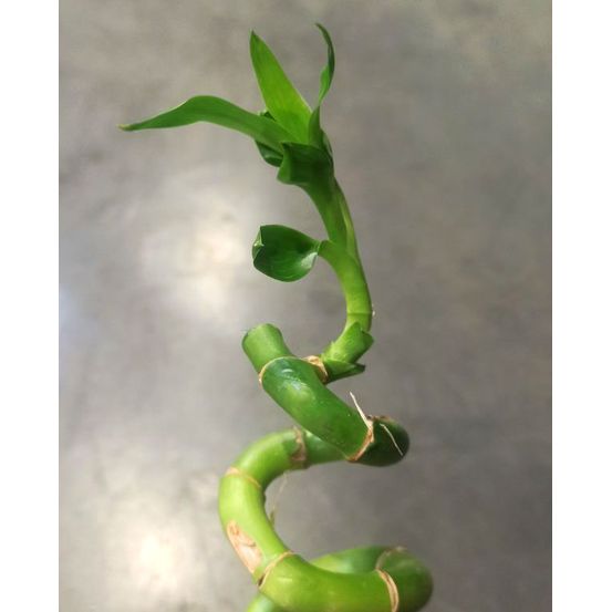 Dracaena sanderiana - lucky bamboo d. 5cm h. 35cm - plante d'intérieur