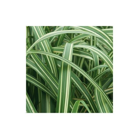 Miscanthus, roseau de chine cabaret lot de 5 godets