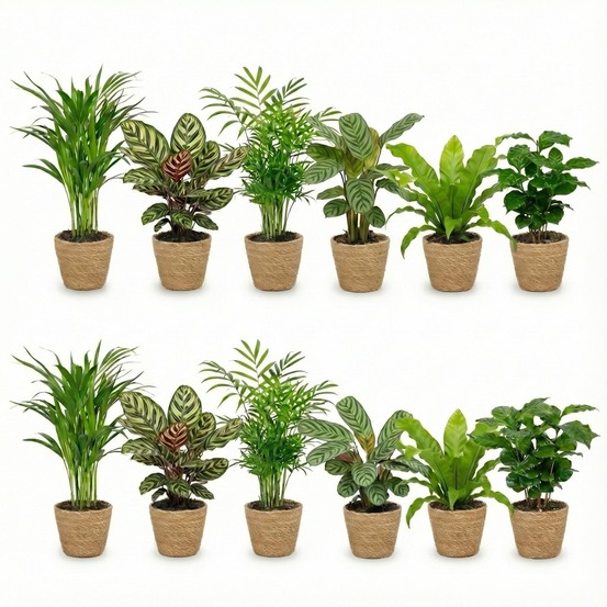 Lot de 12 plantes d'intérieur avec panier - purificatrices d'air