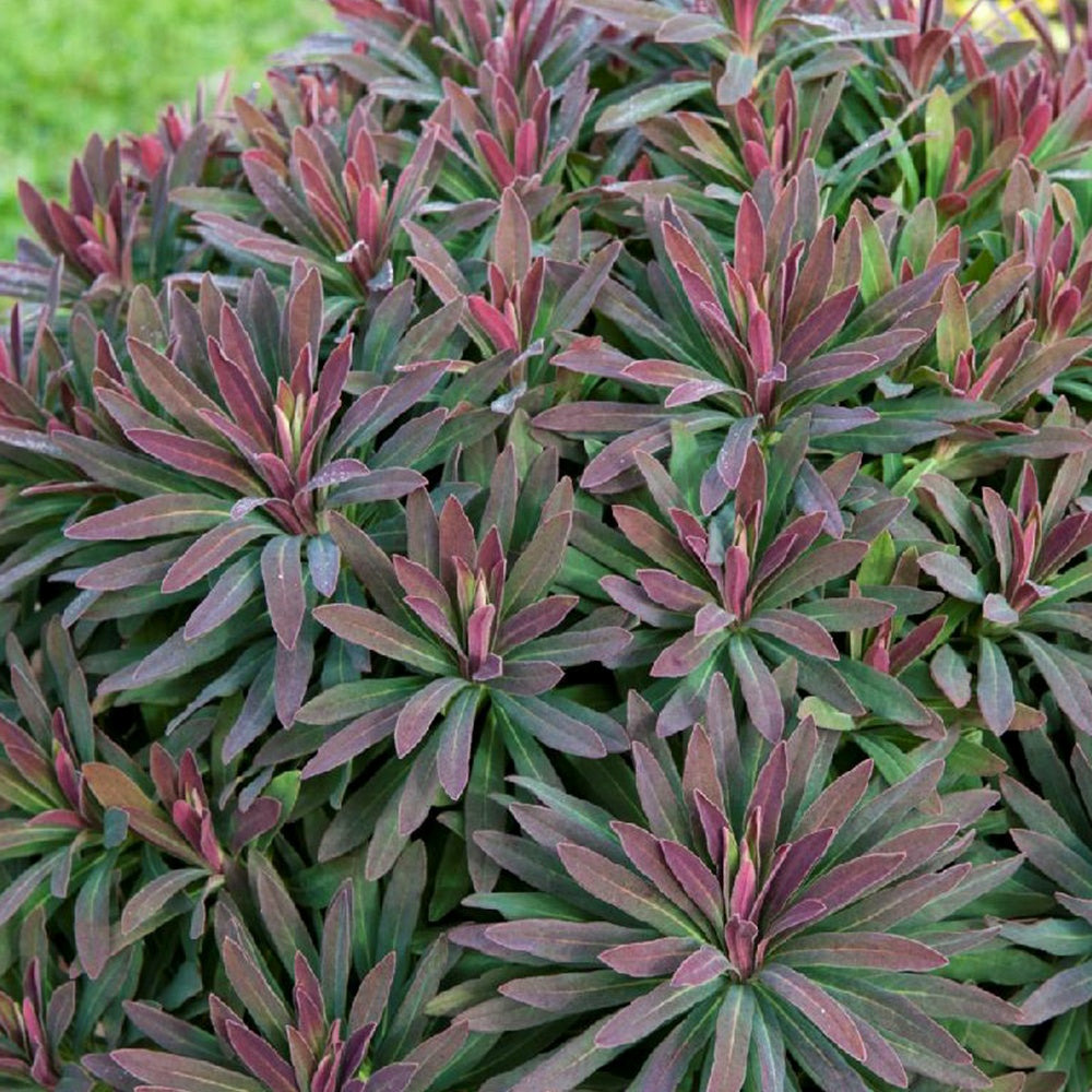 Euphorbe amygdaloides ruby glow - le pot / 8cm