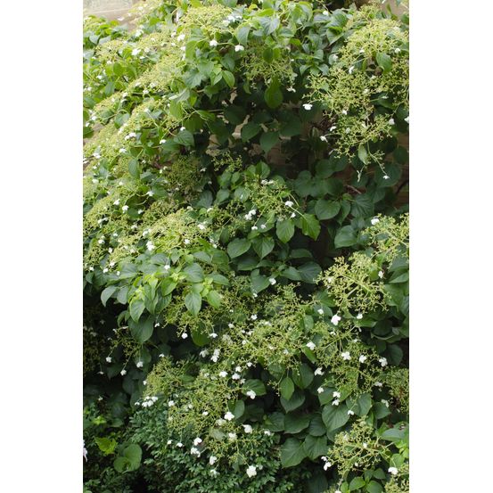 Lot de 3 - hydrangea petiolaris - h65 cm - ø15 cm