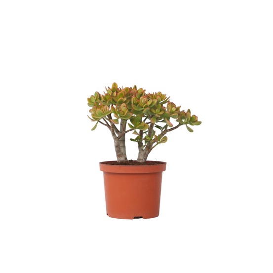 Arbre de jade - crassula ovata 'sunset' - hauteur 45-50cm - ⌀23cm