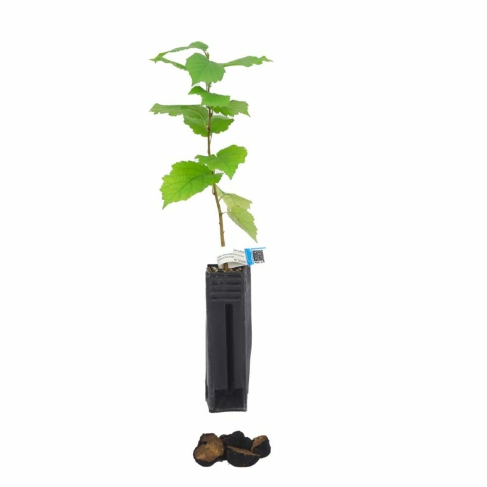 Noisetier commun mésentéricum (corylus avellana mésentéricum)