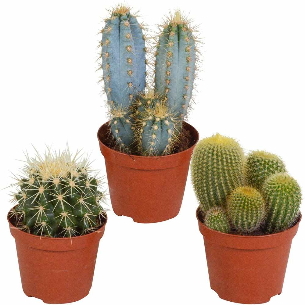 Mélange de 3 cactus - les 3 pots / 8.5cm / hauteur livrée 11-20cm