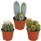Mélange de 3 cactus, les 3 pots / 8.5cm / hauteur livrée 11-20cm