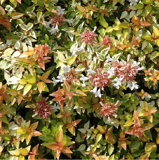 Abélie - abelia grandiflora kaleidoscope - 50-60 cm pot