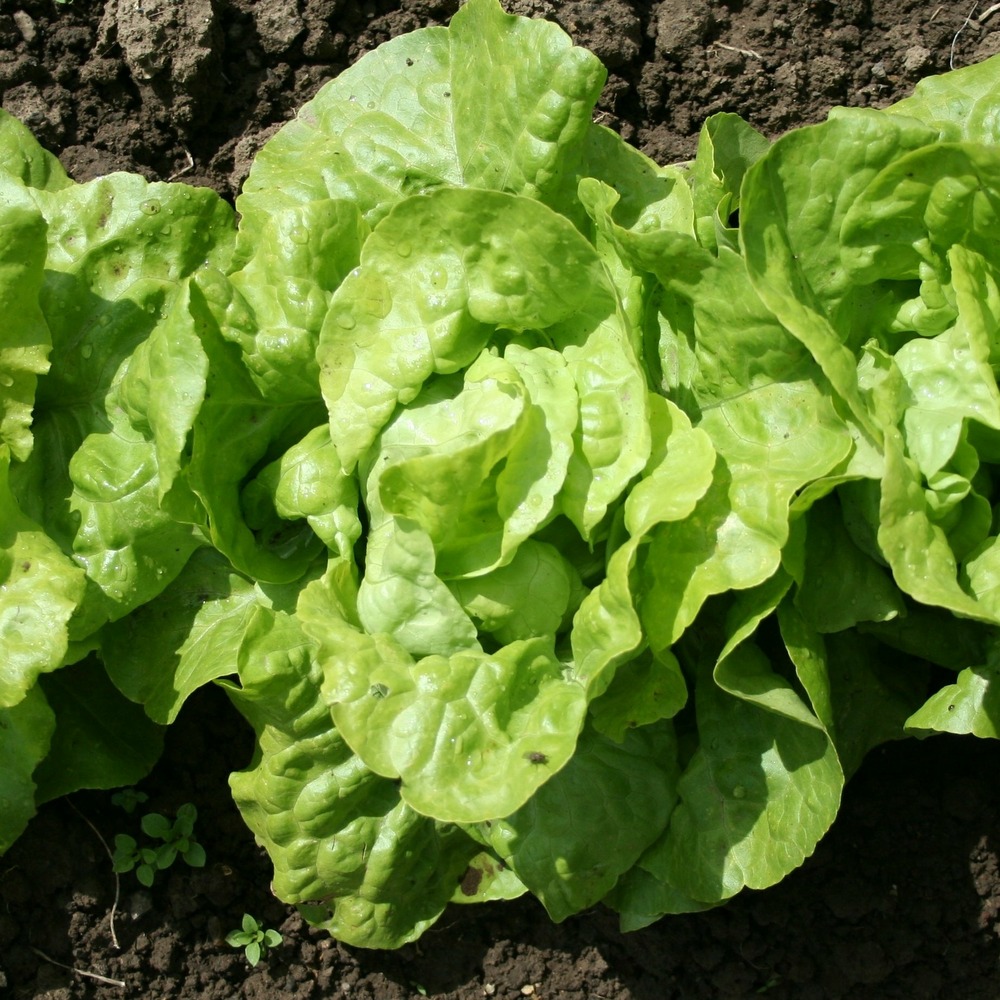 6 plants de laitue pommée appia, les 6 mottes