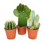 3 cactus plus gros différents dans un ensemble, pot de 12cm, env. 15-28cm de haut