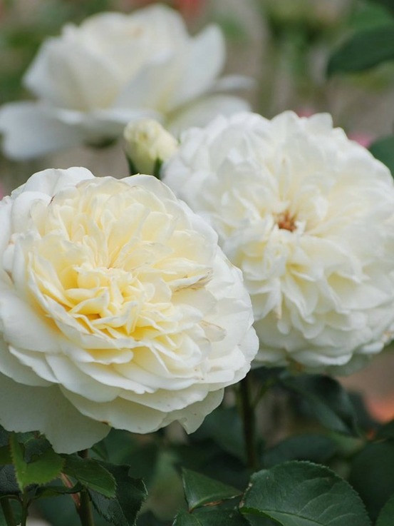 Rosier anglais 'tranquillity' pot de 4l/5l