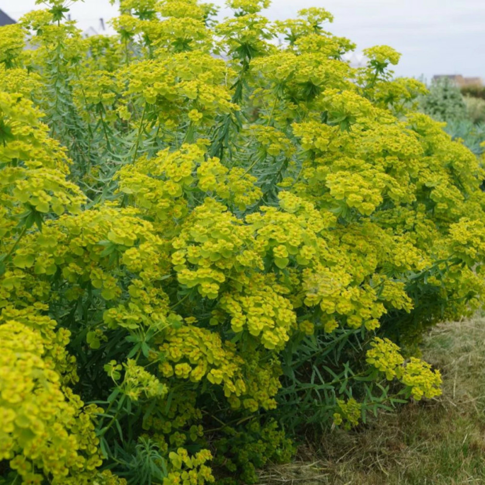 Euphorbe de sibérie seguieriana ssp. Niciciana godet - 5/20 cm