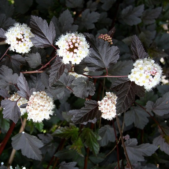 2 x physocarpe à feuilles d'obier - physocarpus opulifolius 'red baron' - 30-40 cm pot
