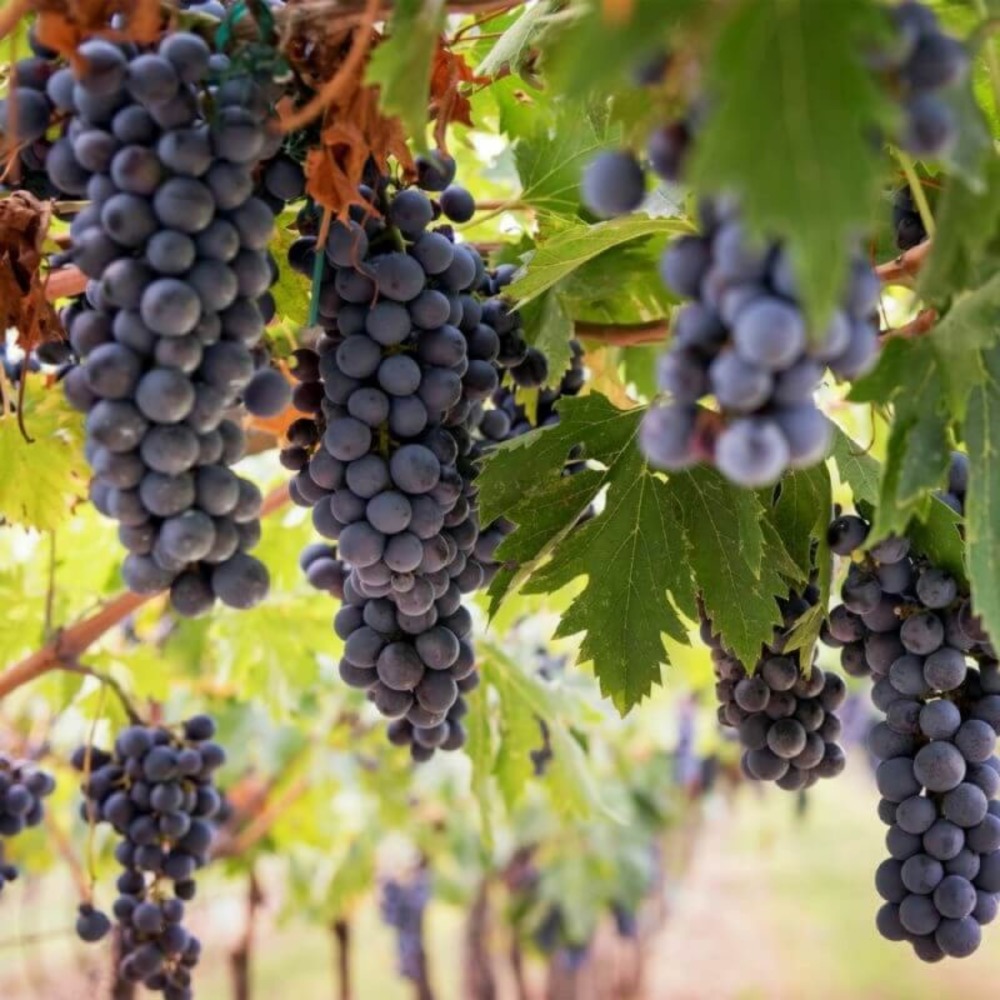 Vigne 'grolleau noir' (vitis vinifera 'grolleau noir' )
