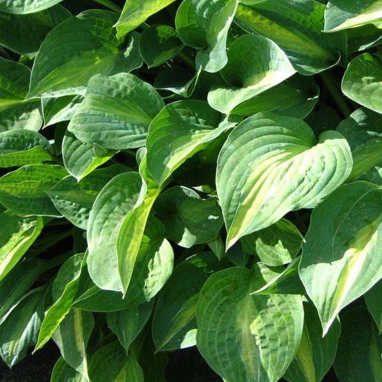 Hosta 'striptease' godet de 8/9 cm