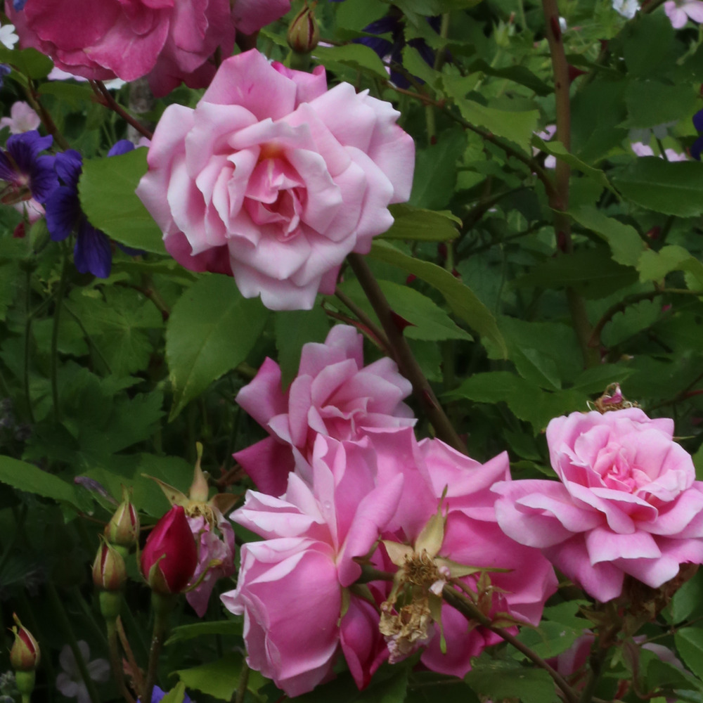Rosier ancien de chine 'old blush' pot de 4l/5l