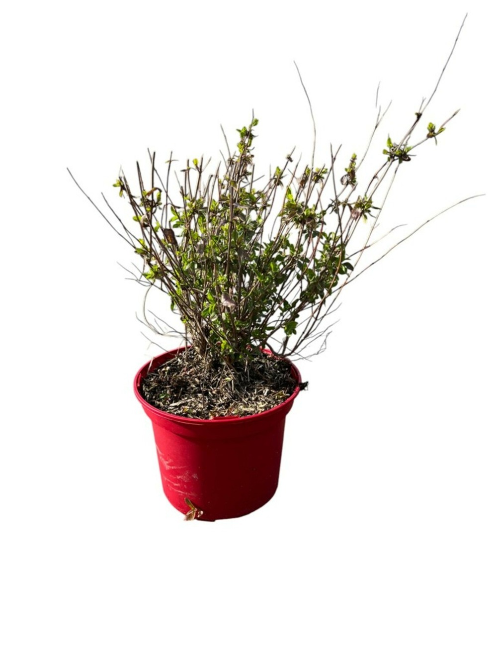 Salvia hot lips c4l.