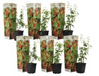 Set de 6 lycium barbarum - plantes de goji - pot 9cm - hauteur 25-40cm