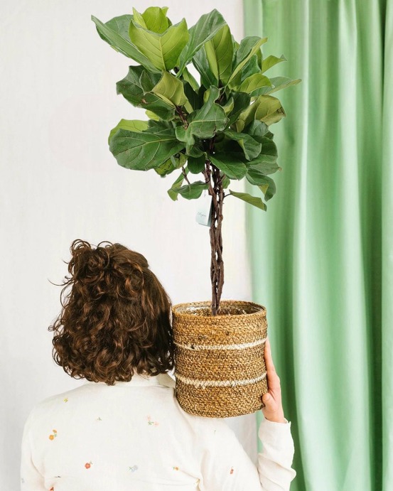 Ficus lyrata tronc tressé h100cm 100cm - plante d'intérieur