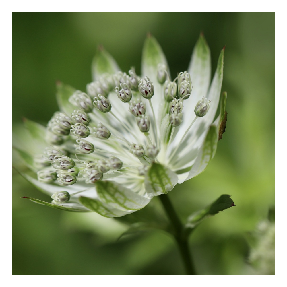 Astrance major alba/astrantia major 'alba'[-]godet