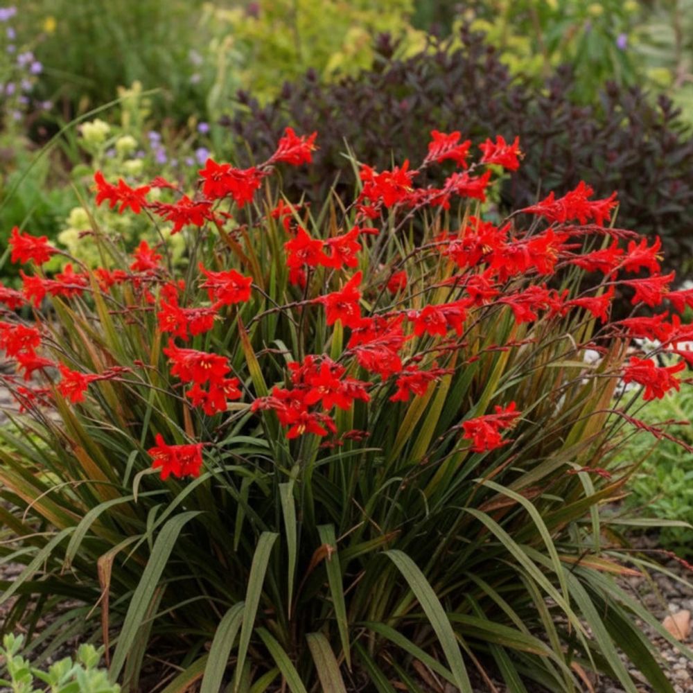 Crocosmia lucifer, montbretia lot de 5 godets