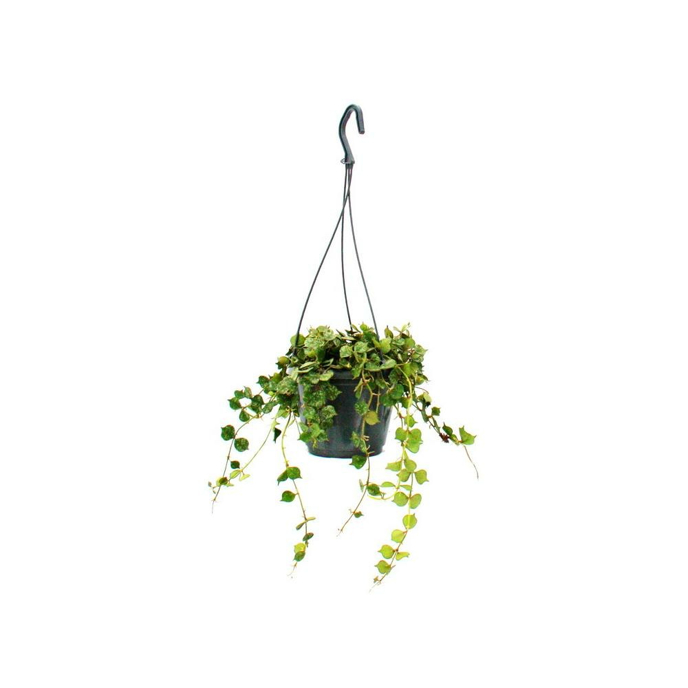 Plante d'intérieur à suspendre - hoya curtisii - fleur de cire 14cm suspension