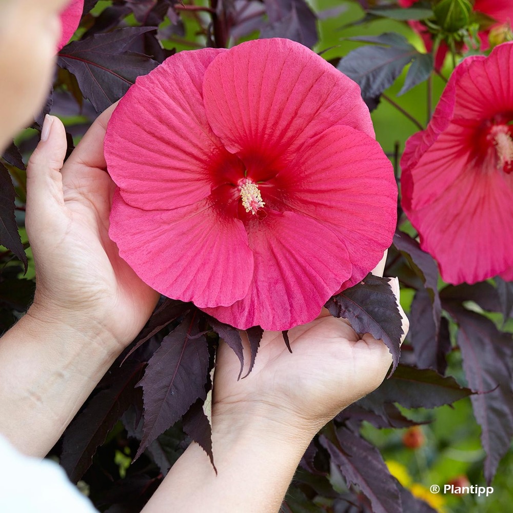 Hibiscus des marais 'pink passion' godet de 8/9 cm