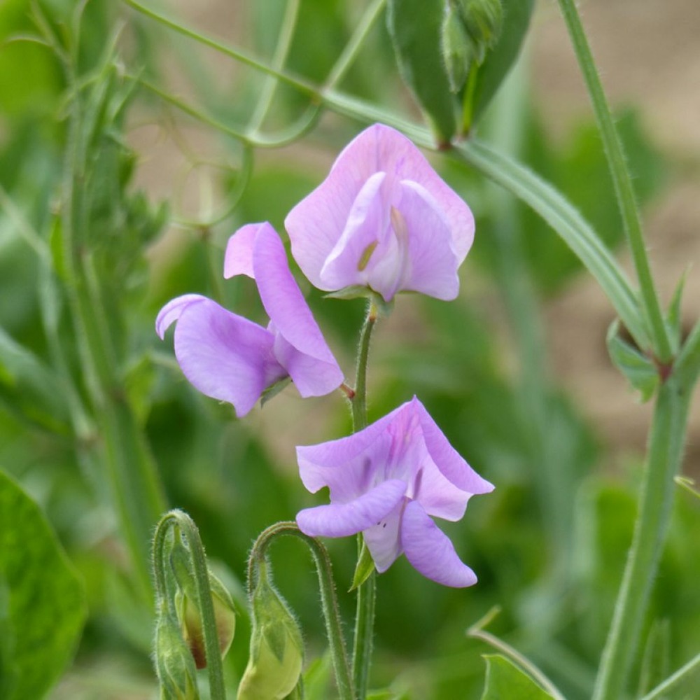 Pois de senteur spencer 'leamington ' le sachet de 30 graines environ (3g)