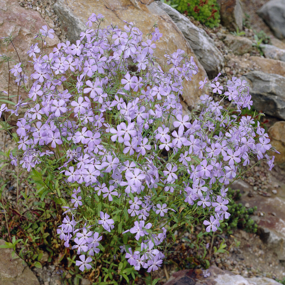Phlox rampant blue ridge - le pot / ø 9cm, vendu par lot de 2