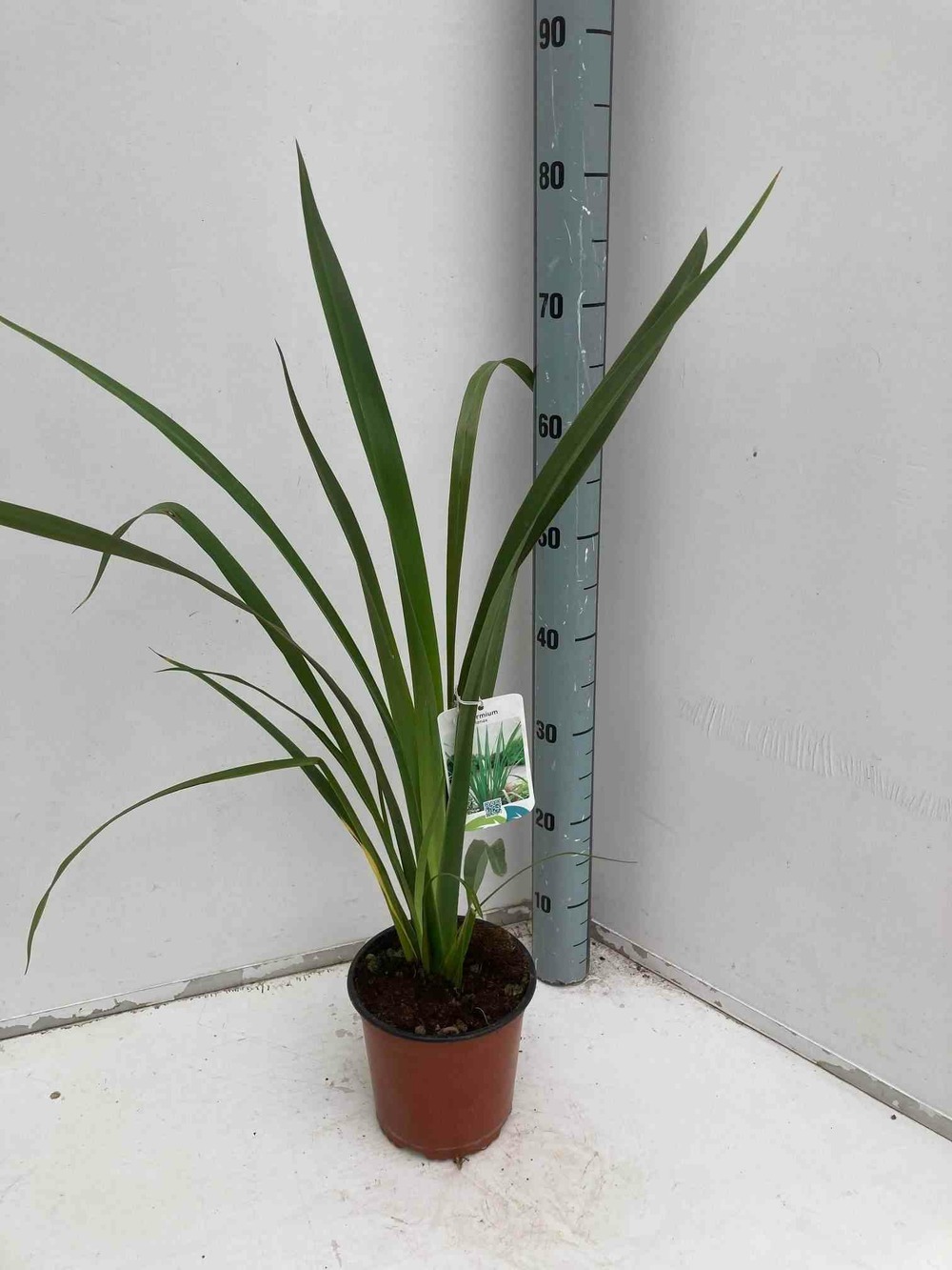 Phormium tenax (lin de nouvelle-zélande) pot de 2 litres ? 30/40 cm -et rouge