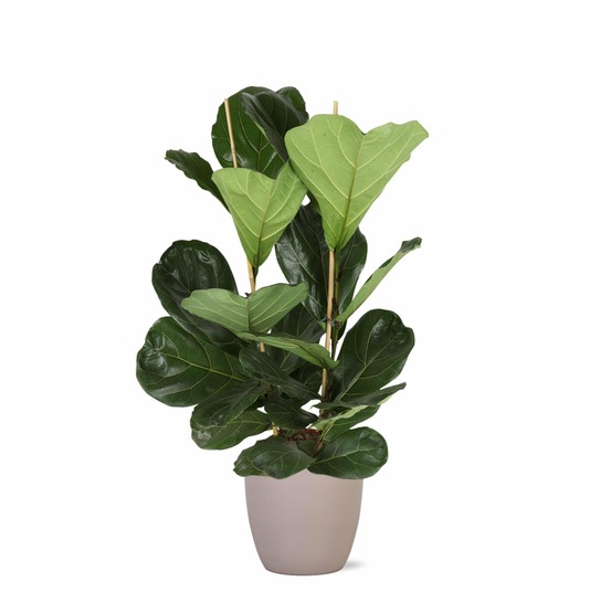 Ficus lyrata et son pot taupe - hauteur 120cm