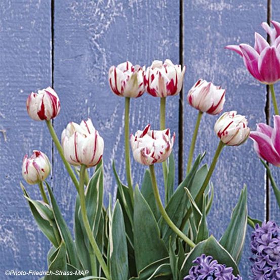 Tulipe double tardive 'carnaval de nice' bulbe calibre 11+ (par 10)