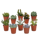 Coffret de cactus & succulentes