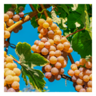Vigne fraise noah/vitis labrusca x vinifera noah[-]pot de 3 l - 40/50 cm